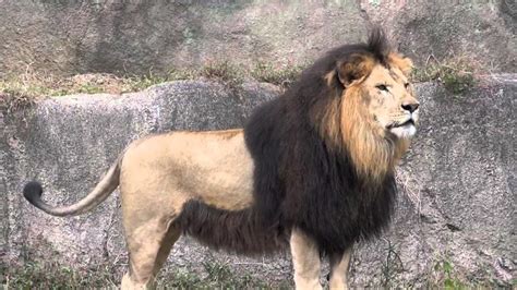 photos of a barbary lions